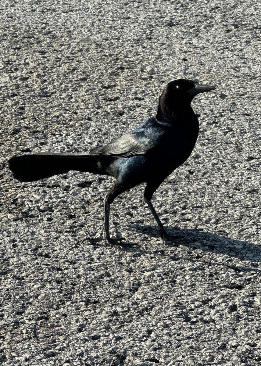 Zanate Marismeño - ML646479736