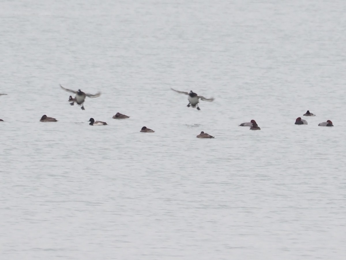 Porrón Bastardo - ML646479738