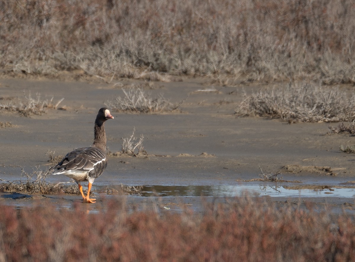 Ánsar Careto - ML646479739