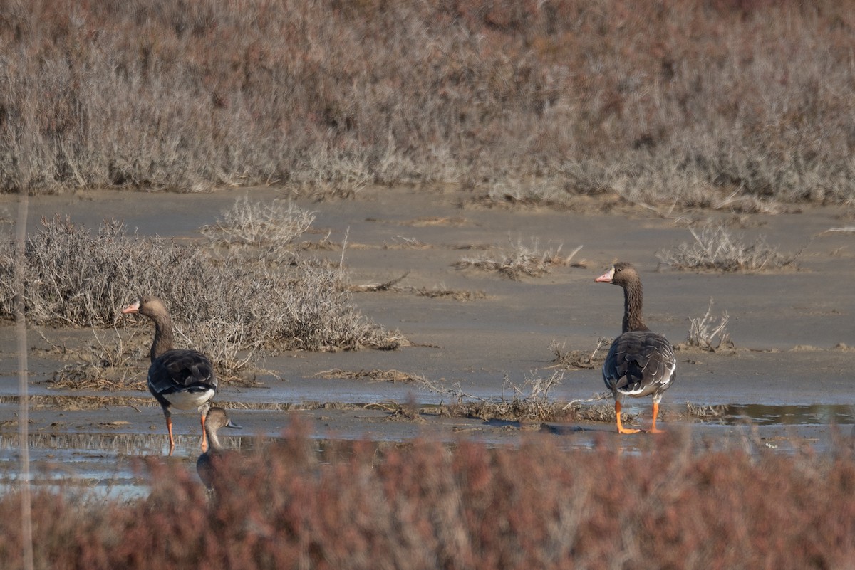 Ánsar Careto - ML646479741