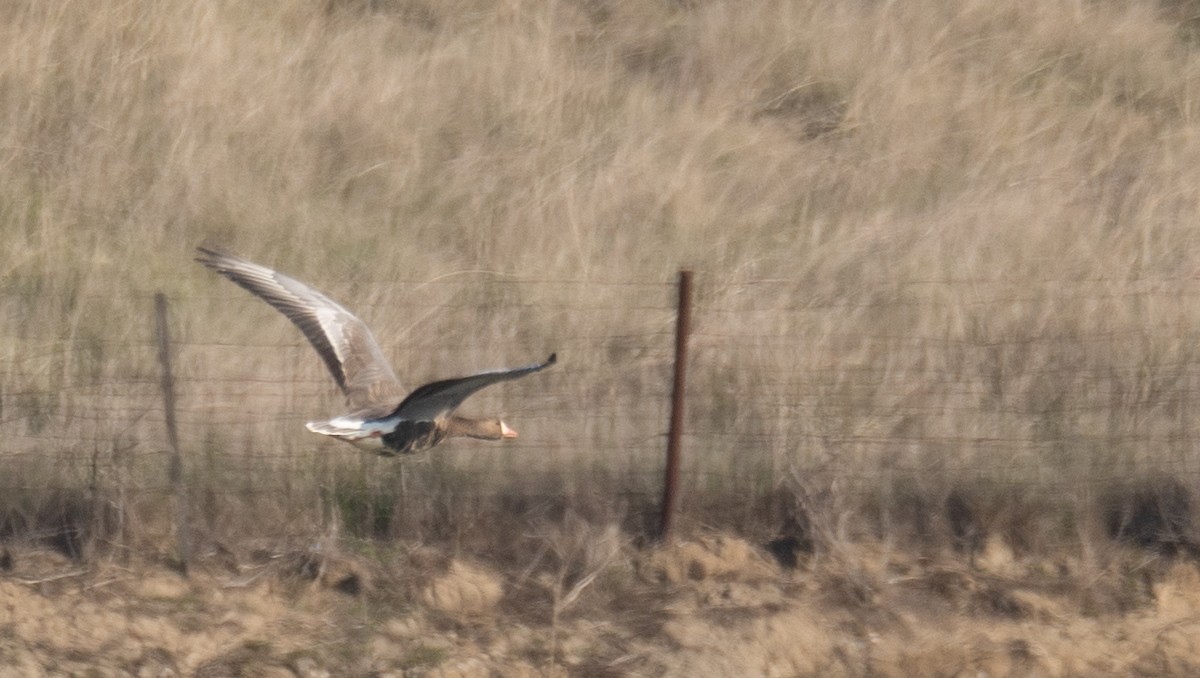 Ánsar Careto - ML646479742