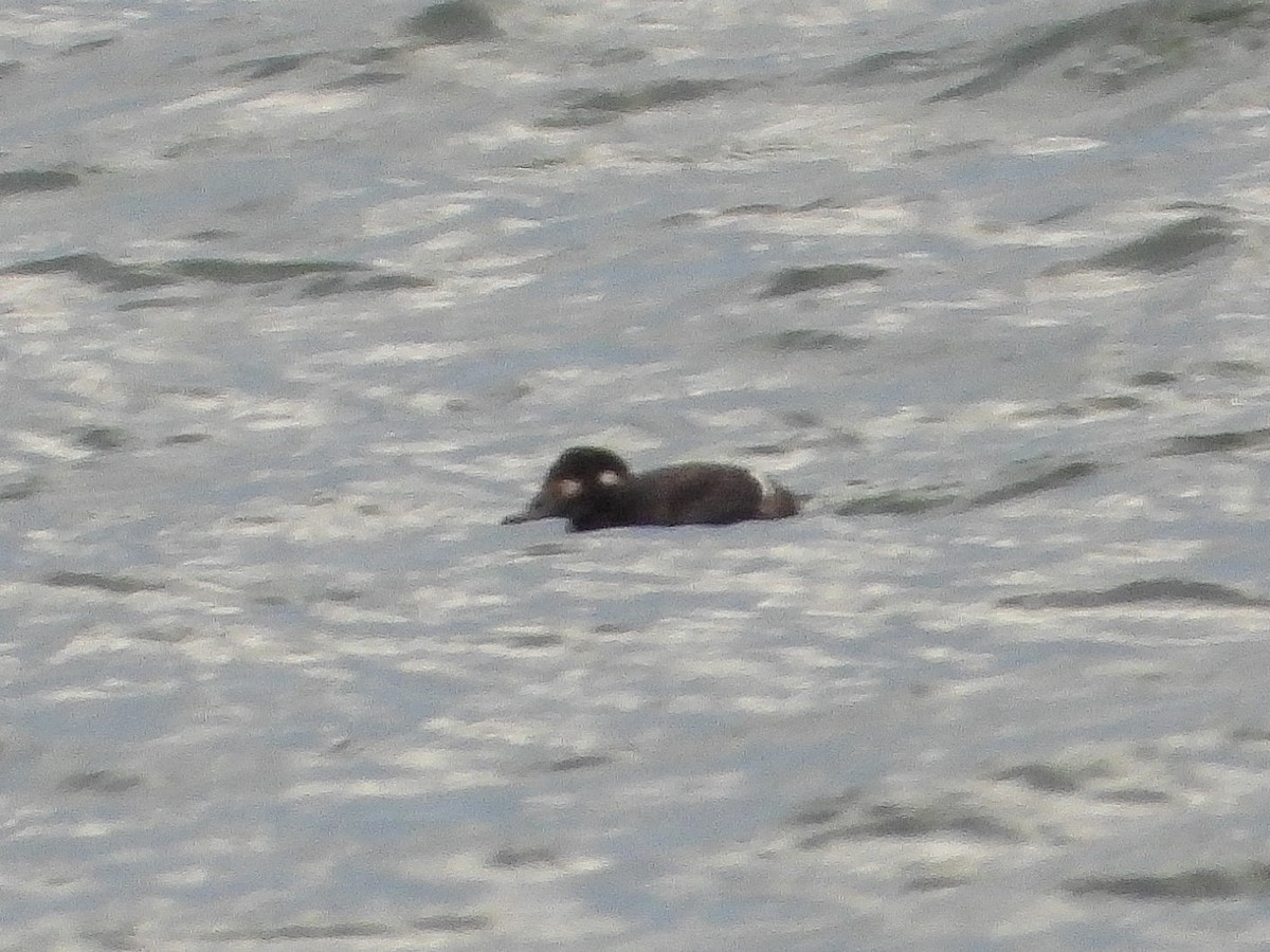 White-winged Scoter - ML646479743