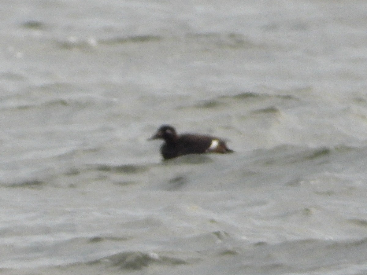 White-winged Scoter - ML646479744