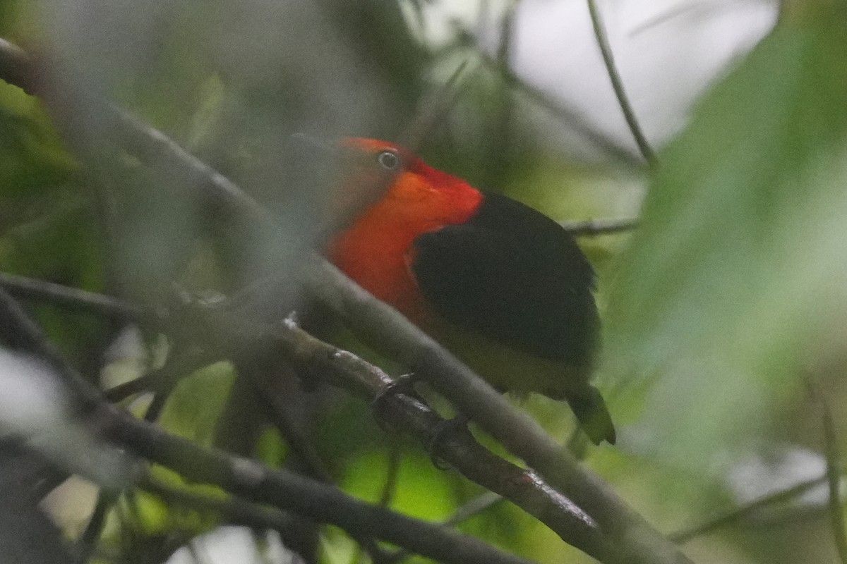 Saltarín Naranja - ML646479748