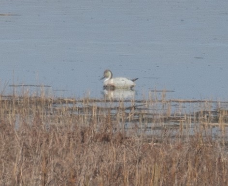 Ánade Rabudo - ML646479749