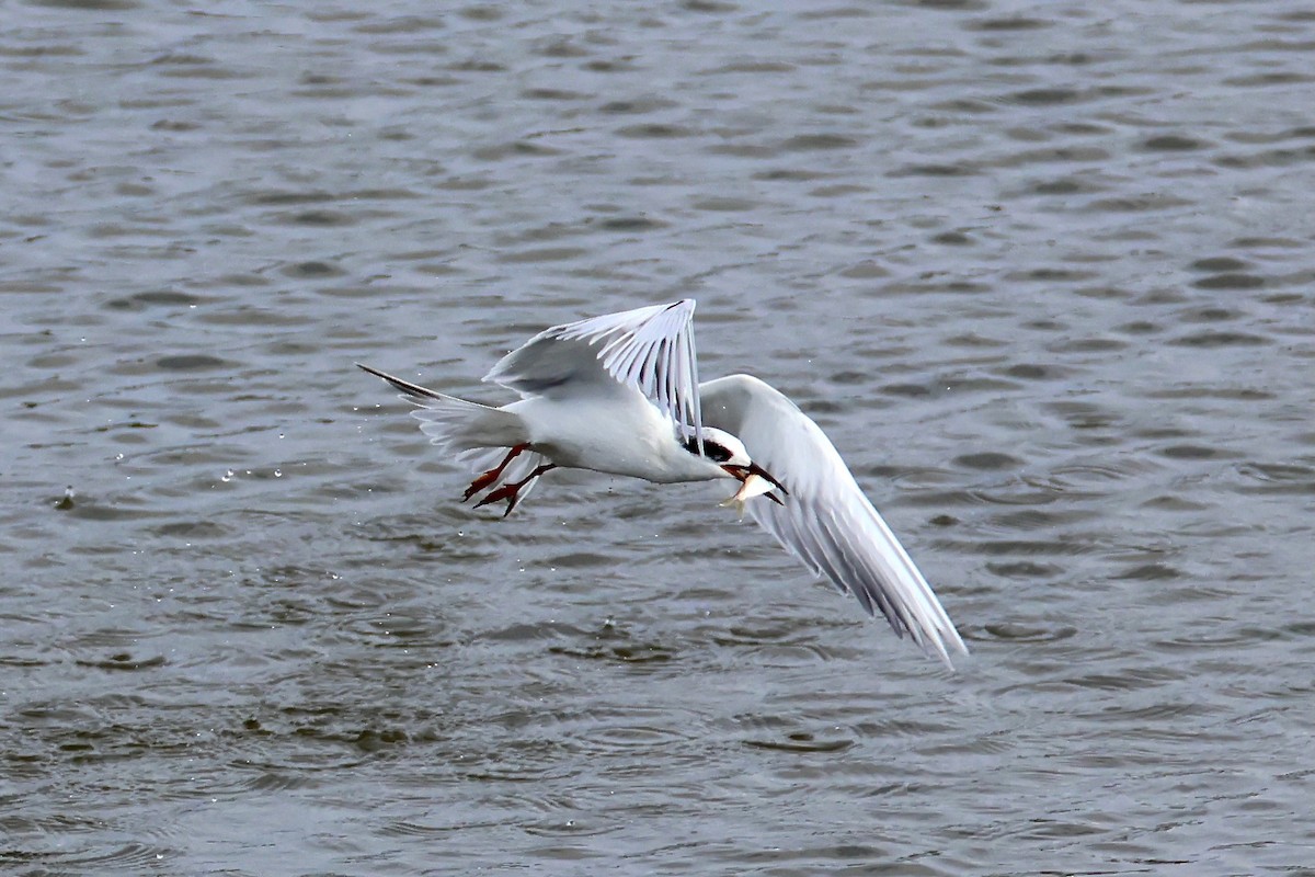 Charrán de Forster - ML646479750