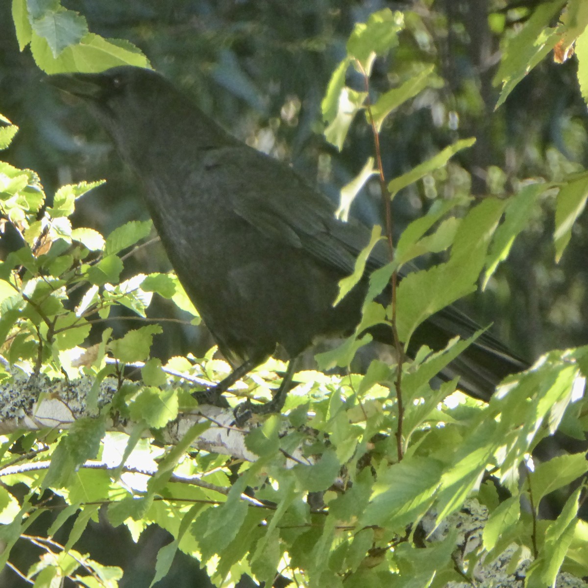 vrána americká - ML646479751