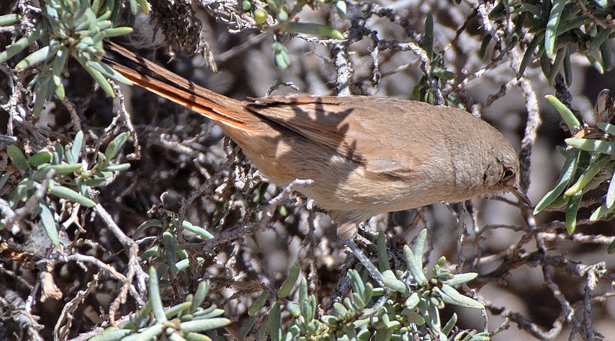 Sharp-billed Canastero - ML646479752