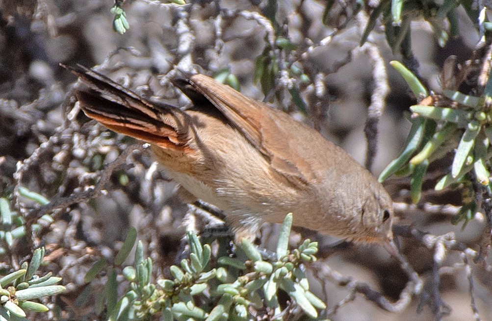 Sharp-billed Canastero - ML646479753