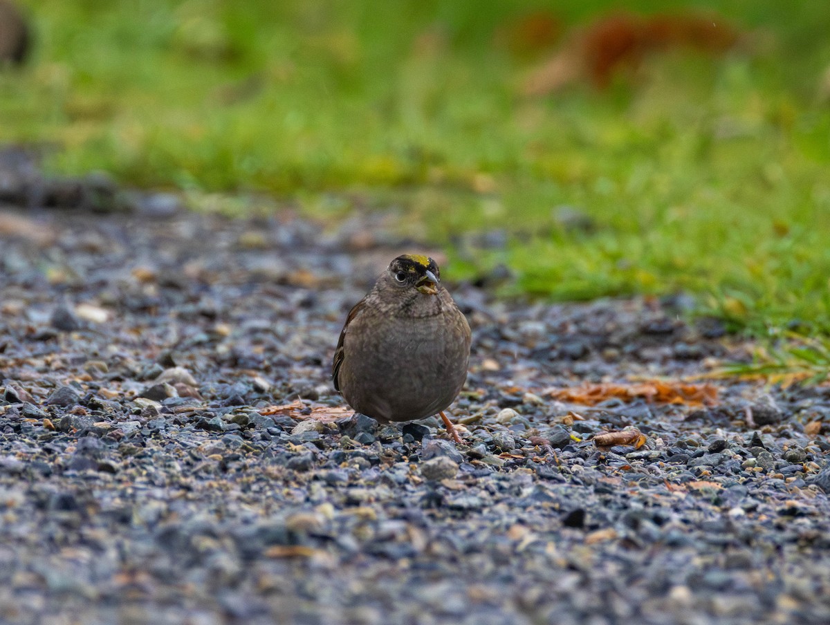 Golden-crowned Sparrow - ML646479755