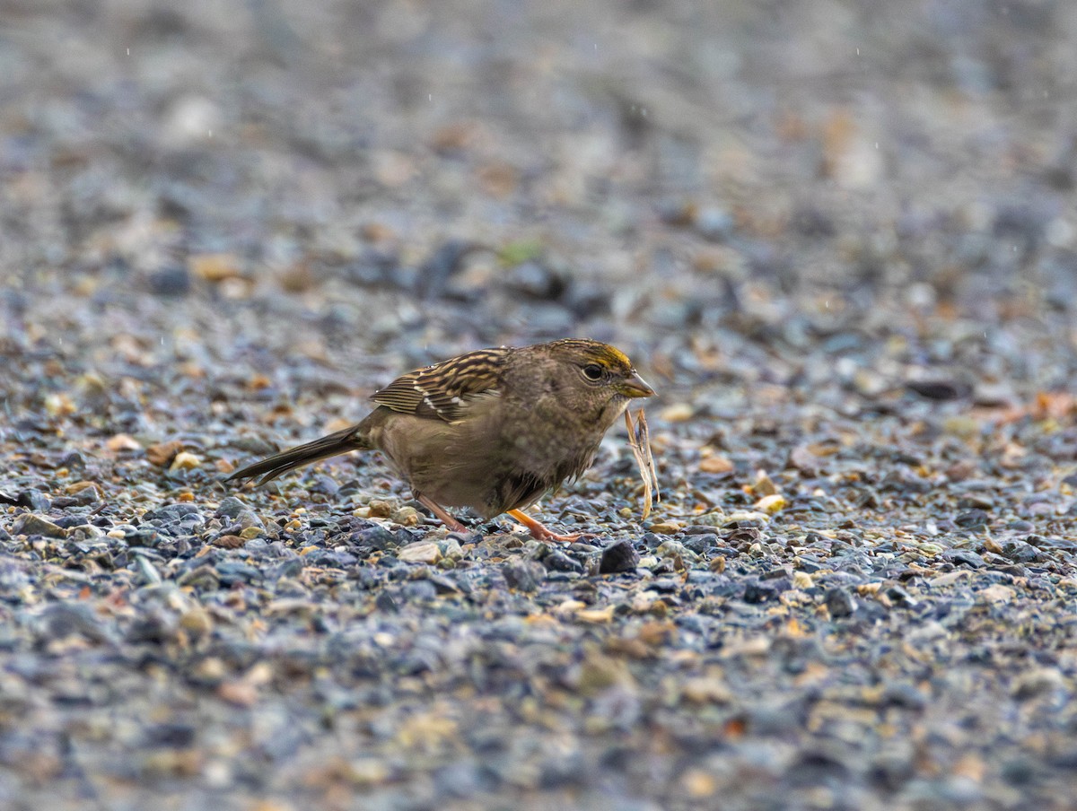 Golden-crowned Sparrow - ML646479756