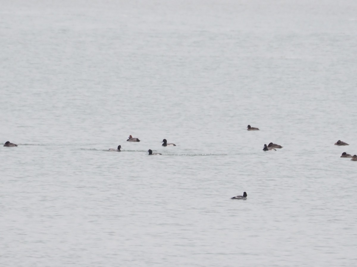 hohol severní - ML646479758