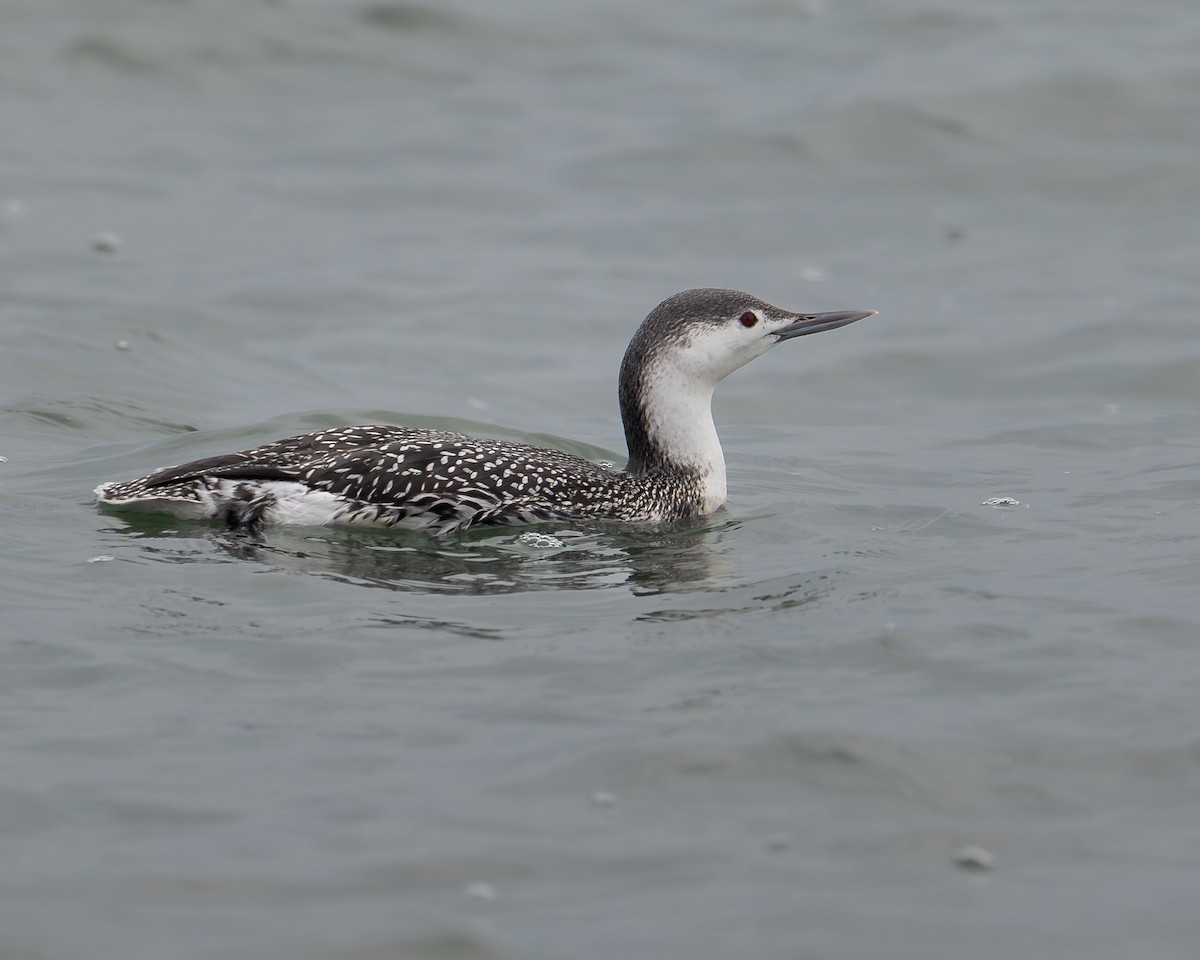 Sterntaucher - ML646479759