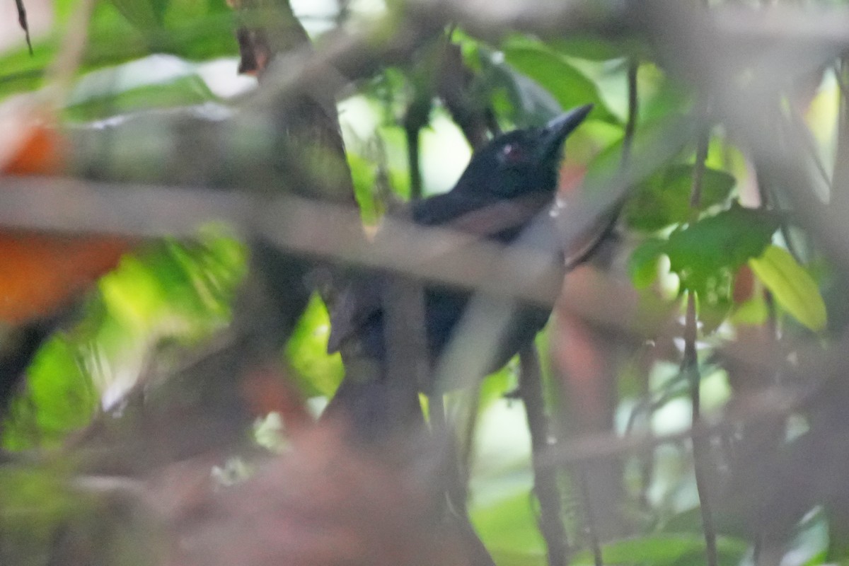 Goeldi's Antbird - ML646479766