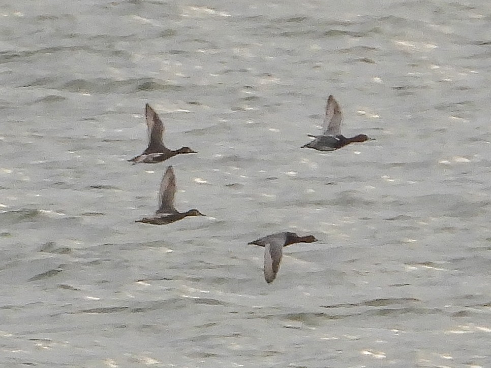 Redhead - ML646479768