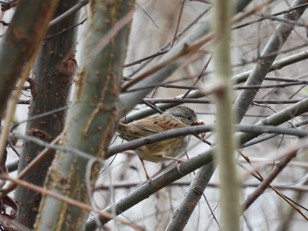 Swamp Sparrow - ML646479774