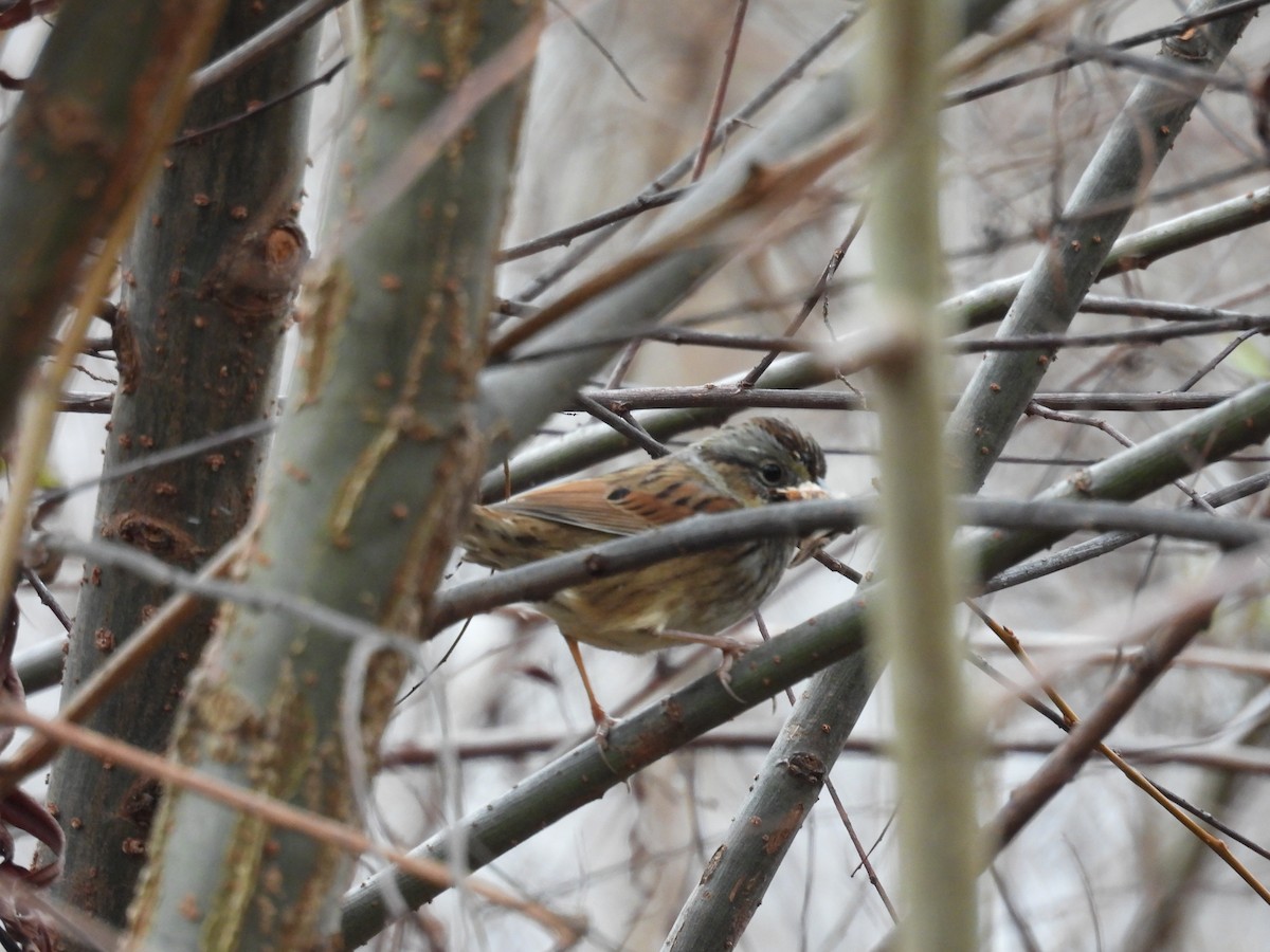 Swamp Sparrow - ML646479775