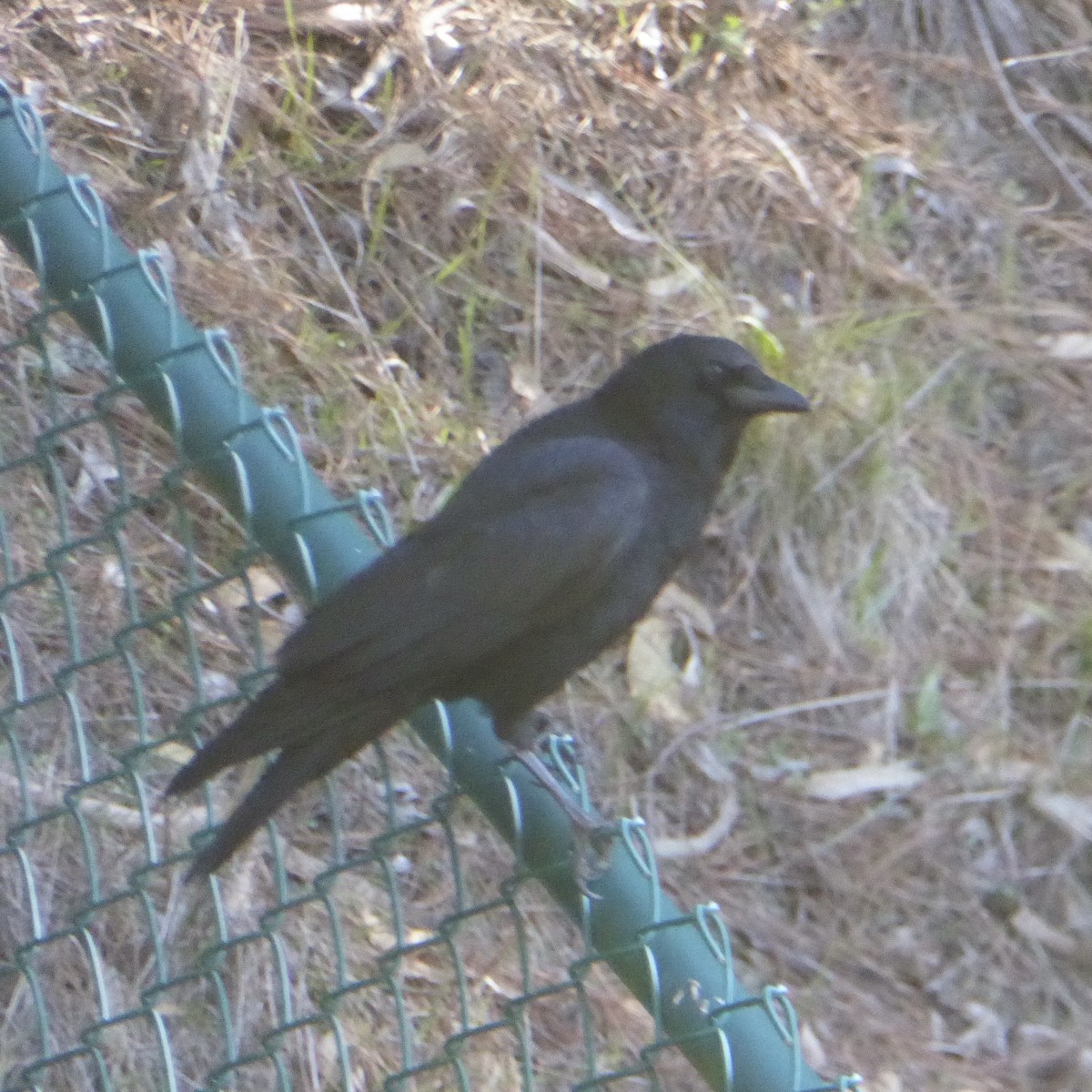 vrána americká - ML646479777