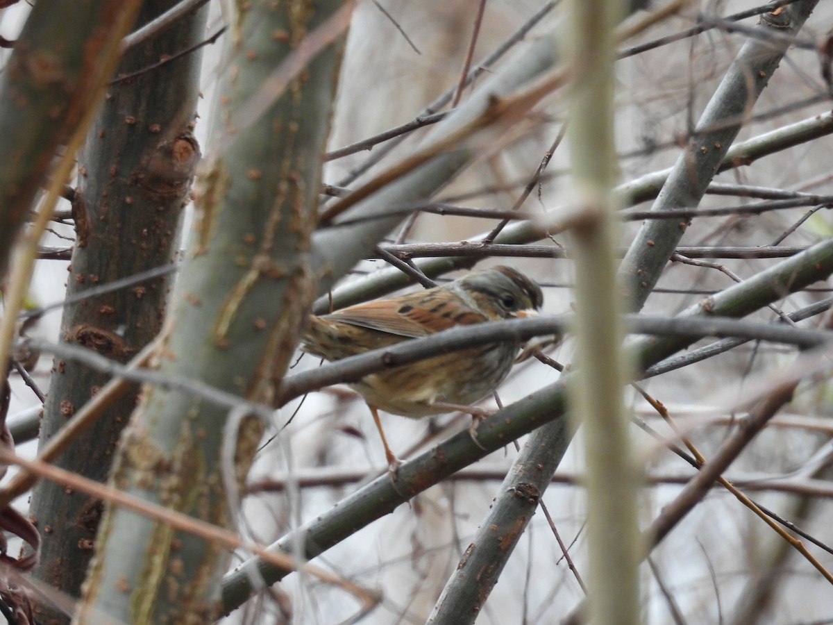 Swamp Sparrow - ML646479778