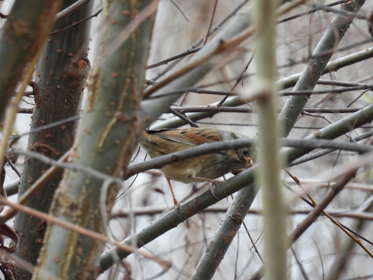 Swamp Sparrow - ML646479779
