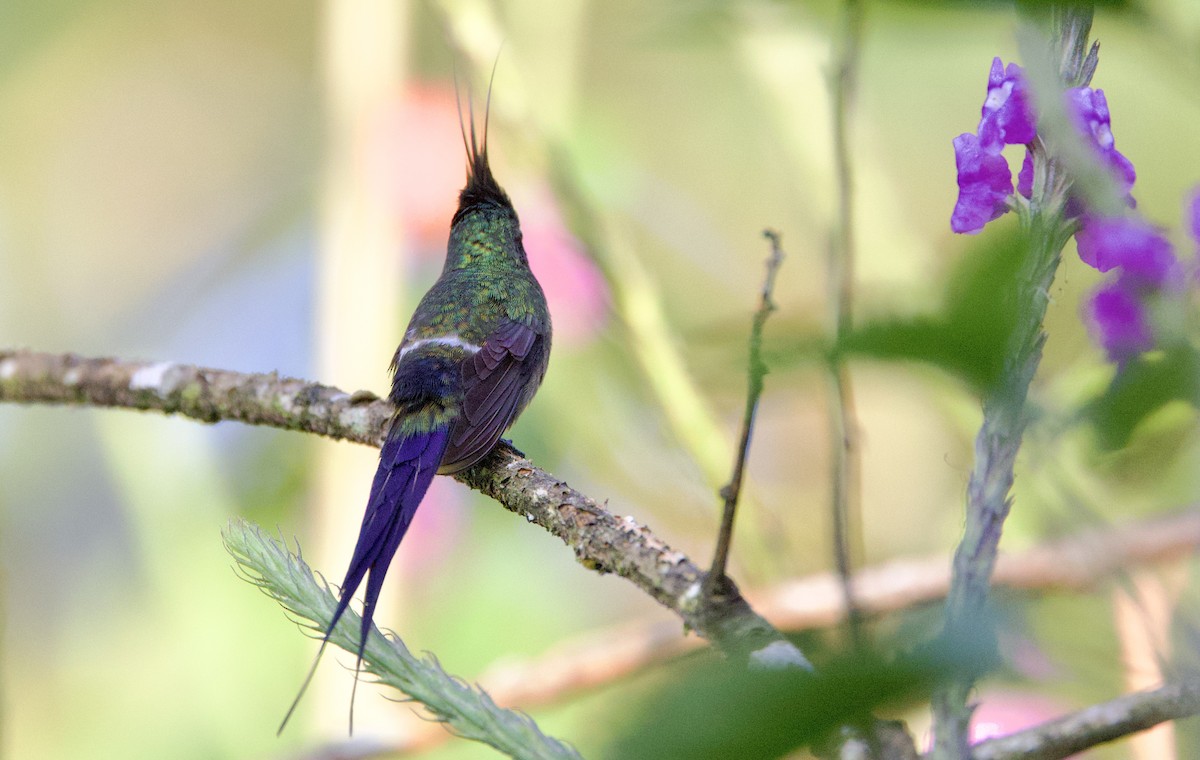 Tepeli Telkuyruk - ML646479780