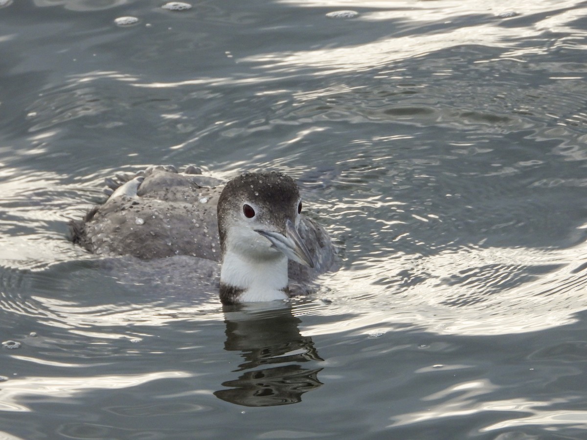 Common Loon - ML646479782