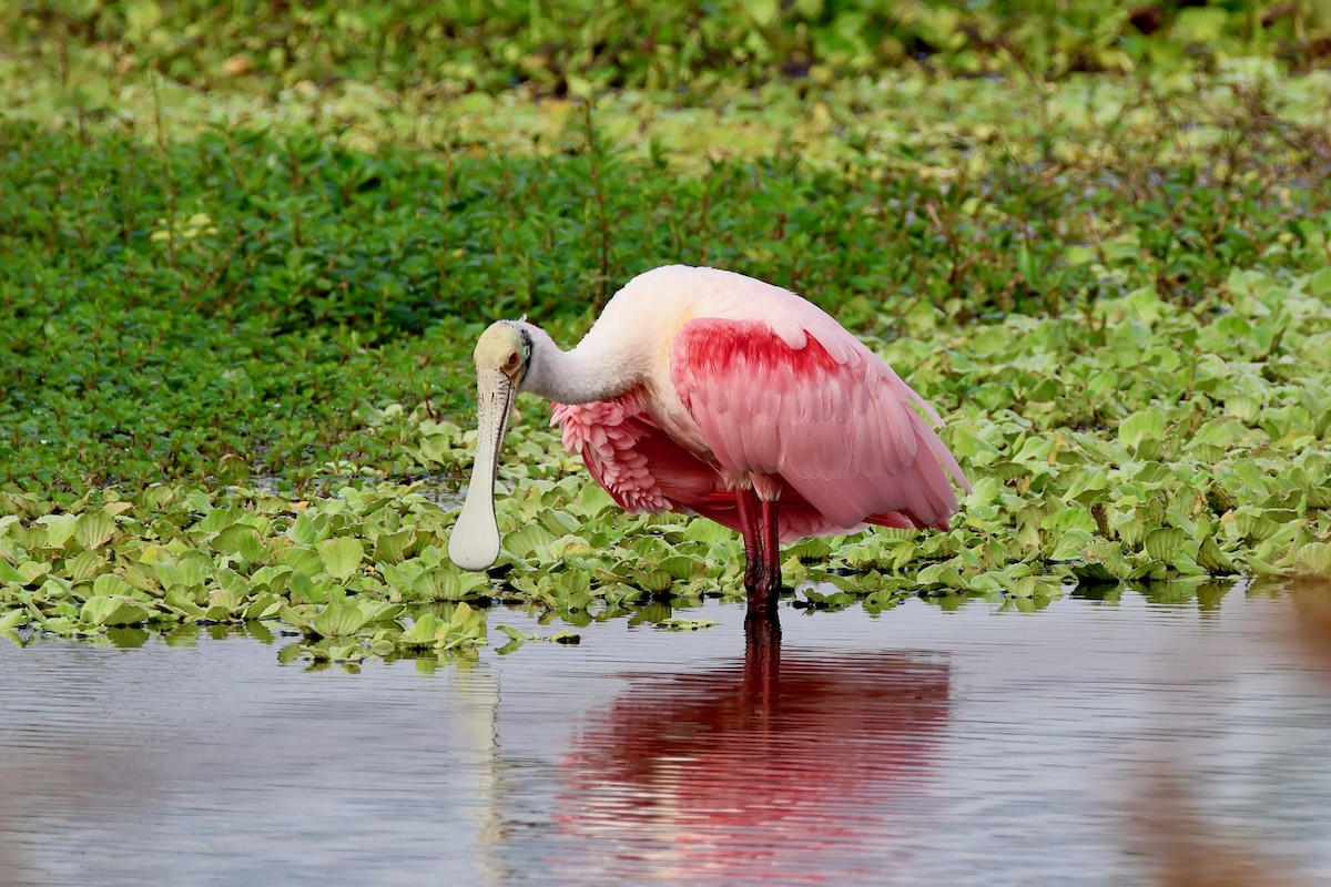 kolpík růžový - ML646479783