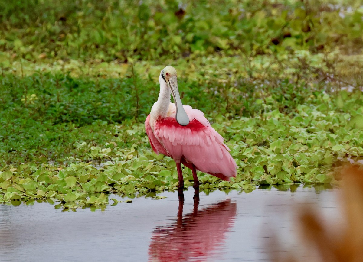 kolpík růžový - ML646479784