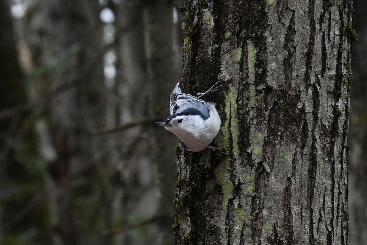 brhlík běloprsý - ML646479786