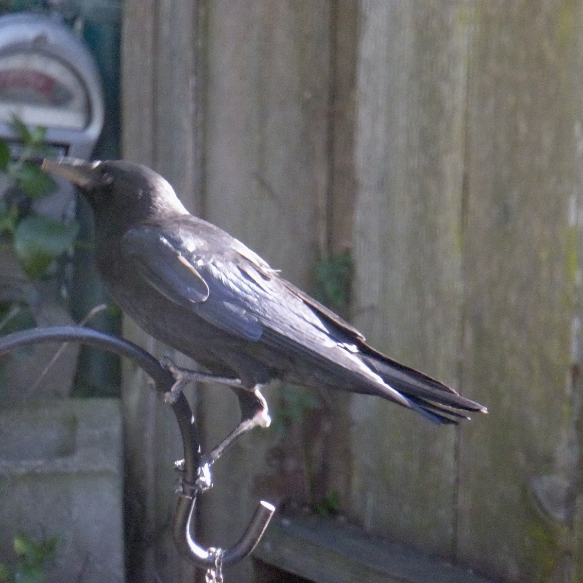 vrána americká - ML646479790