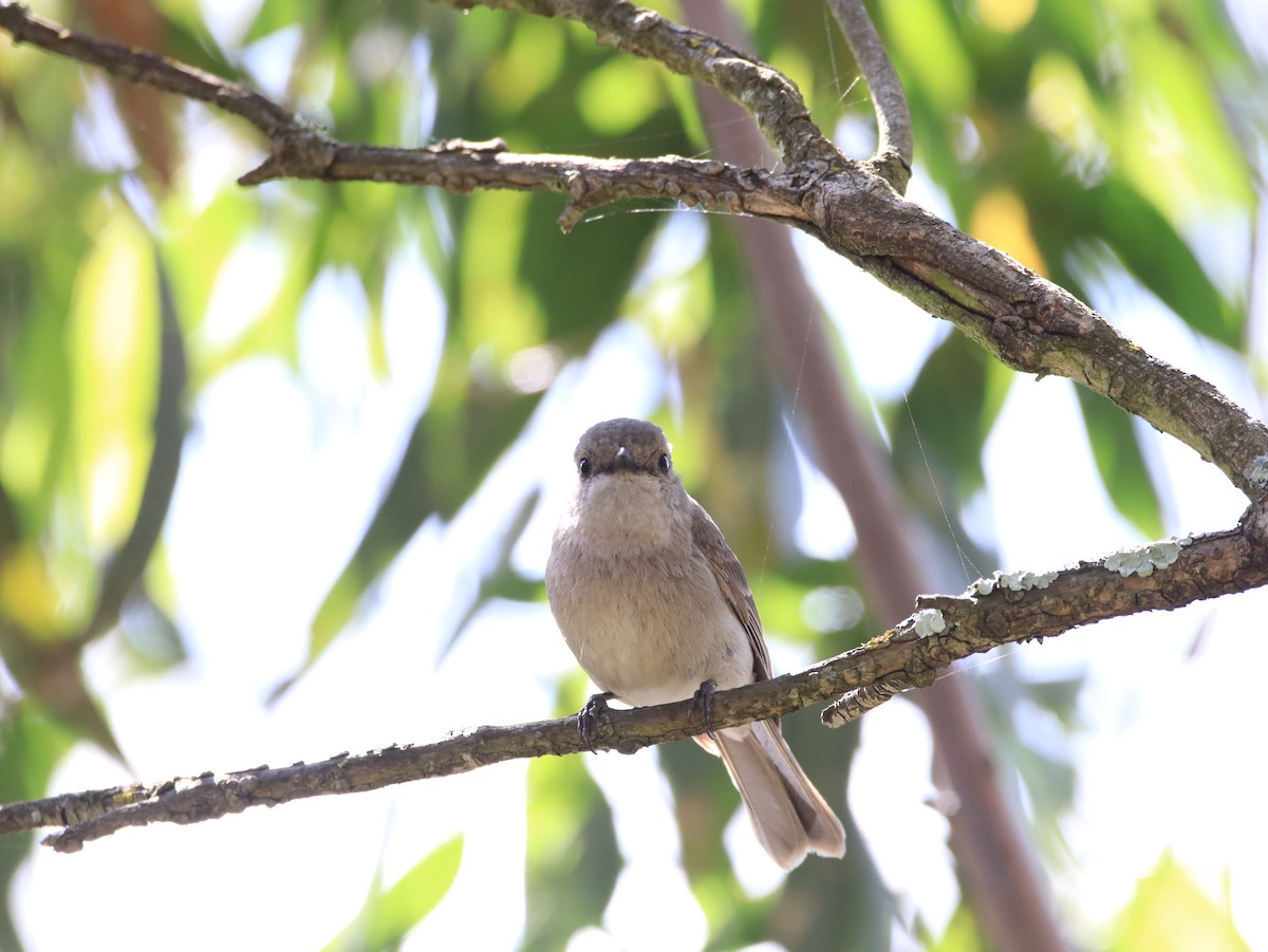 Golden Whistler - ML646479792