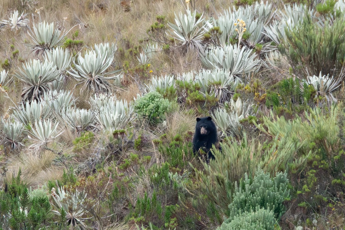 Spectacled Bear - ML646479794