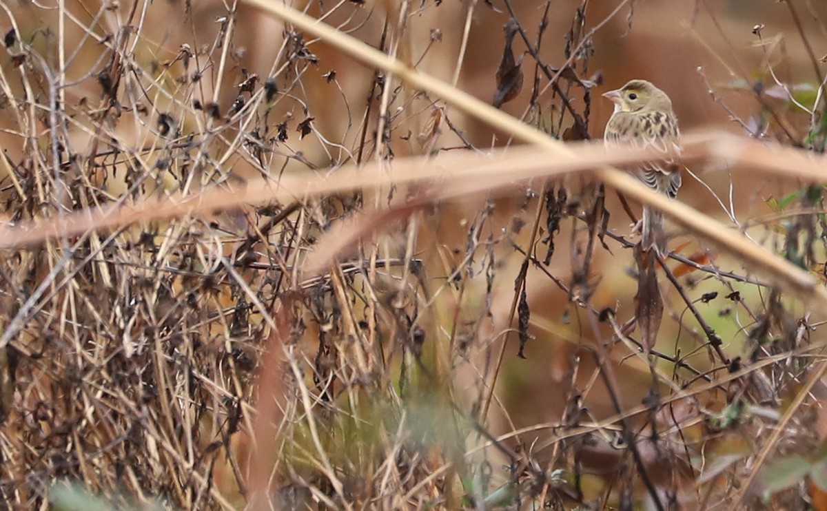 Dickcissel - ML646479802