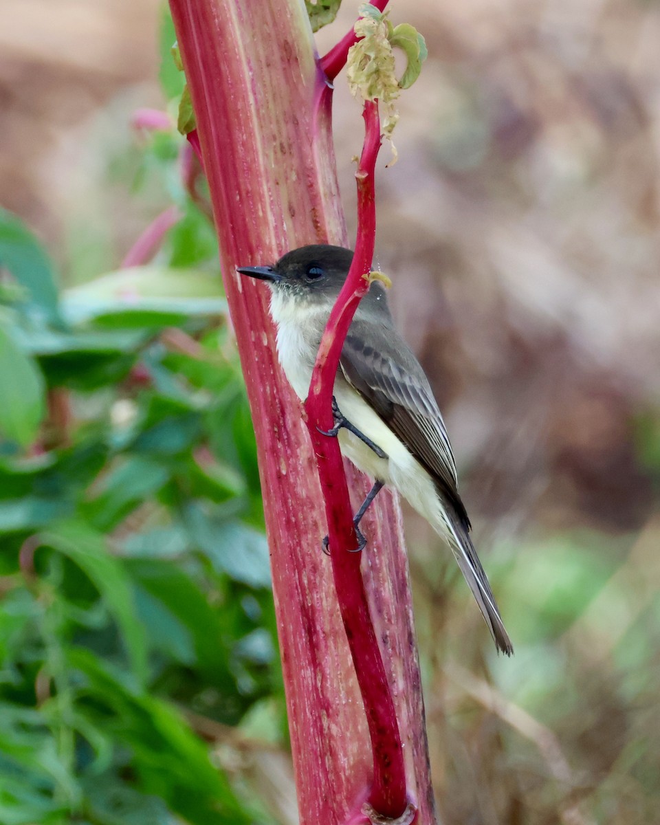 Eastern Phoebe - ML646479803