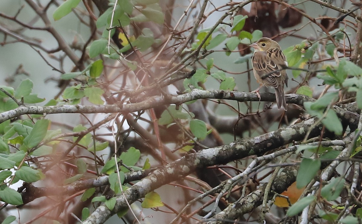 Dickcissel - ML646479805
