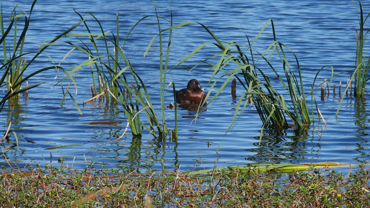 Hardhead - ML646479808