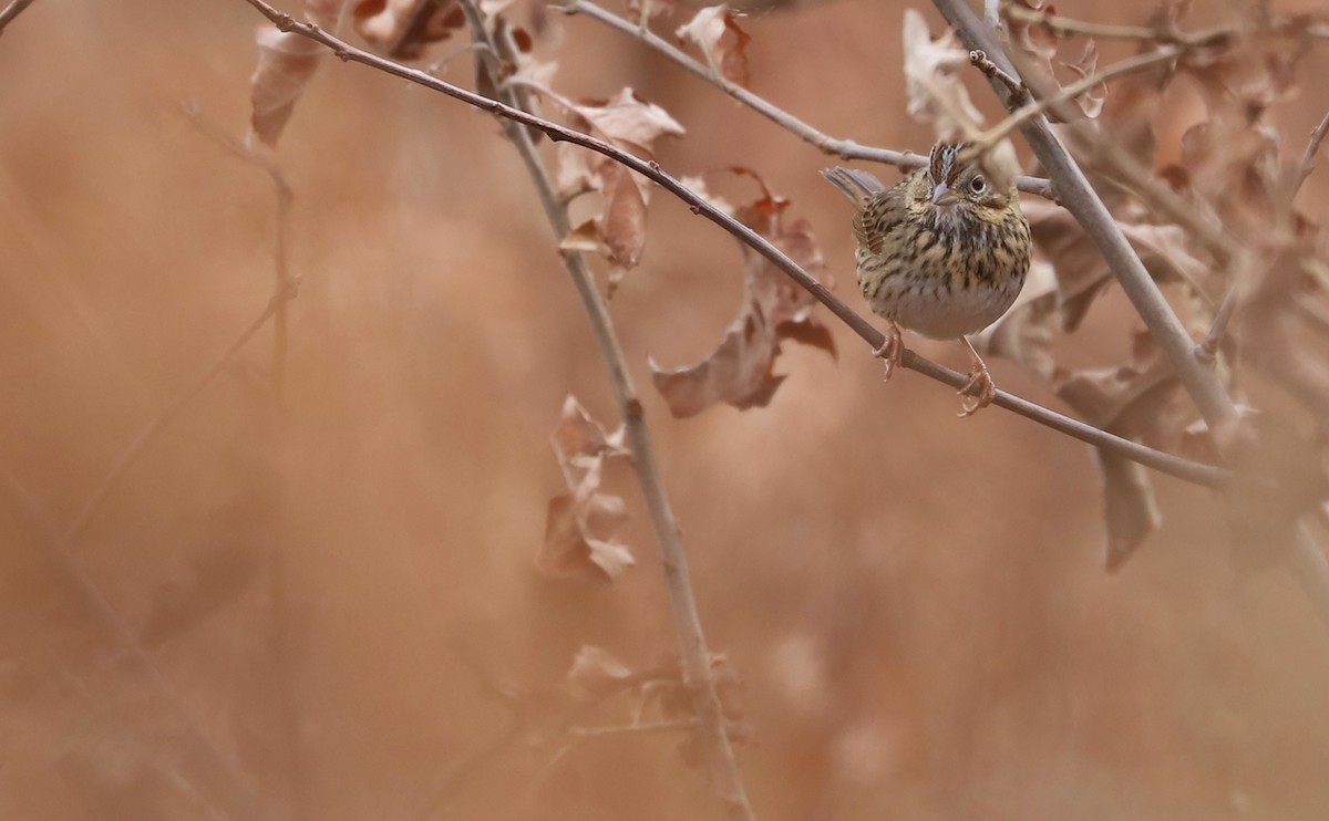 Lincoln's Sparrow - ML646479811