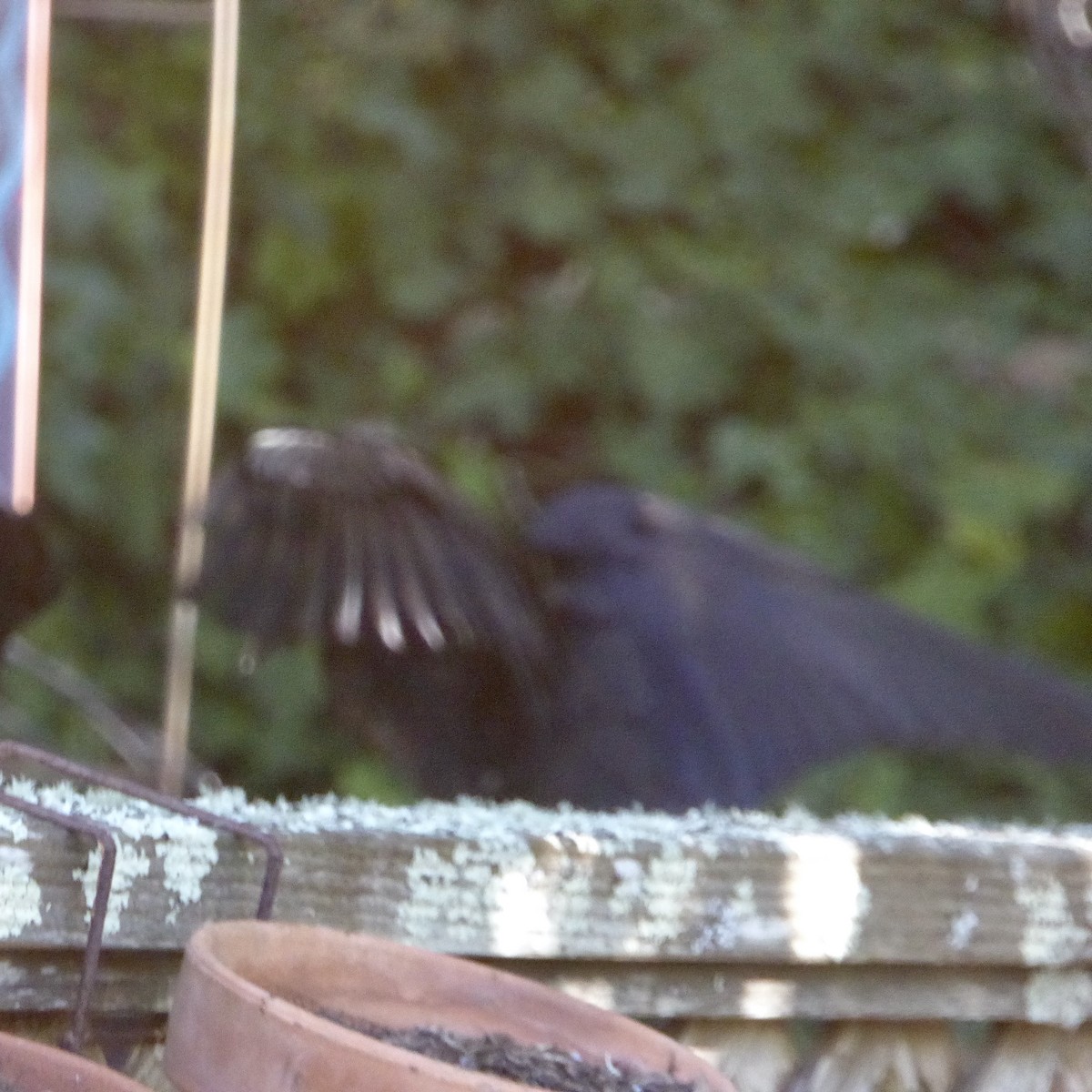 vrána americká - ML646479814