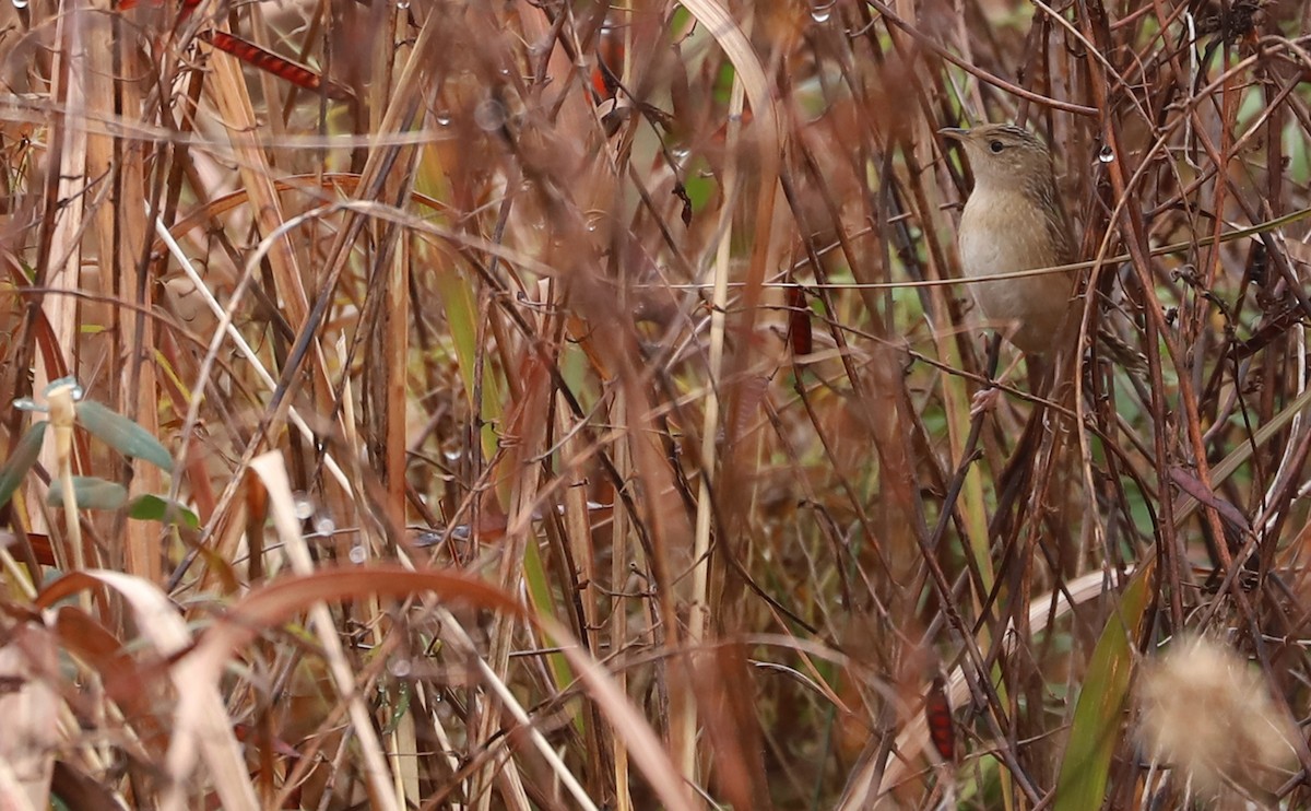 Sedge Wren - ML646479816