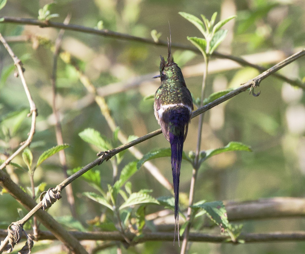 Tepeli Telkuyruk - ML646479818