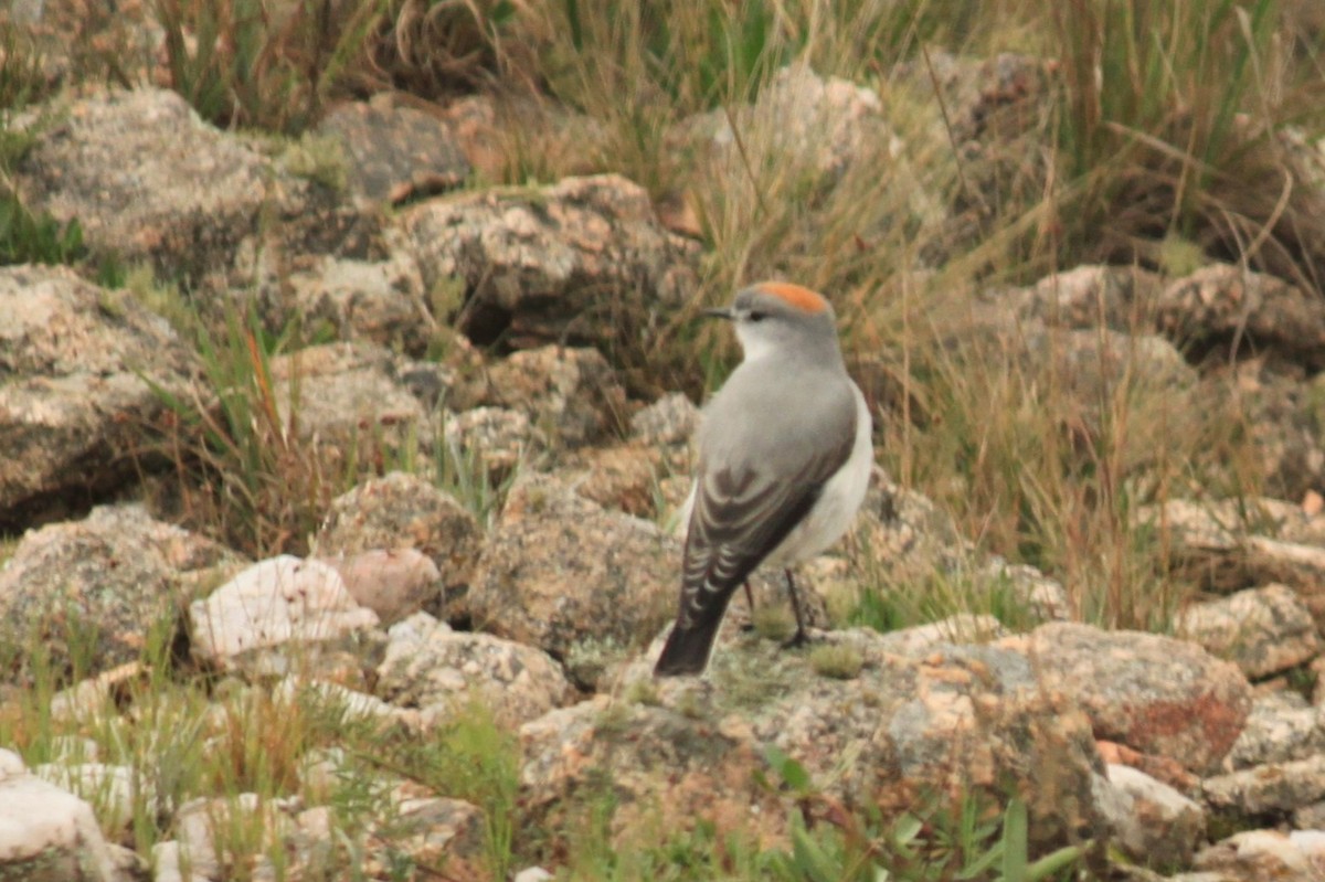 Дормілон блідий - ML646479820