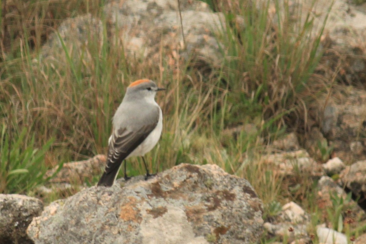 Дормілон блідий - ML646479821