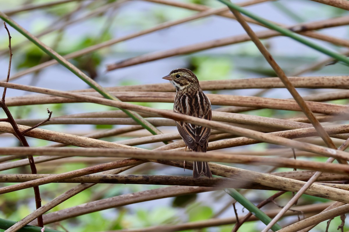 strnadec luční - ML646479822