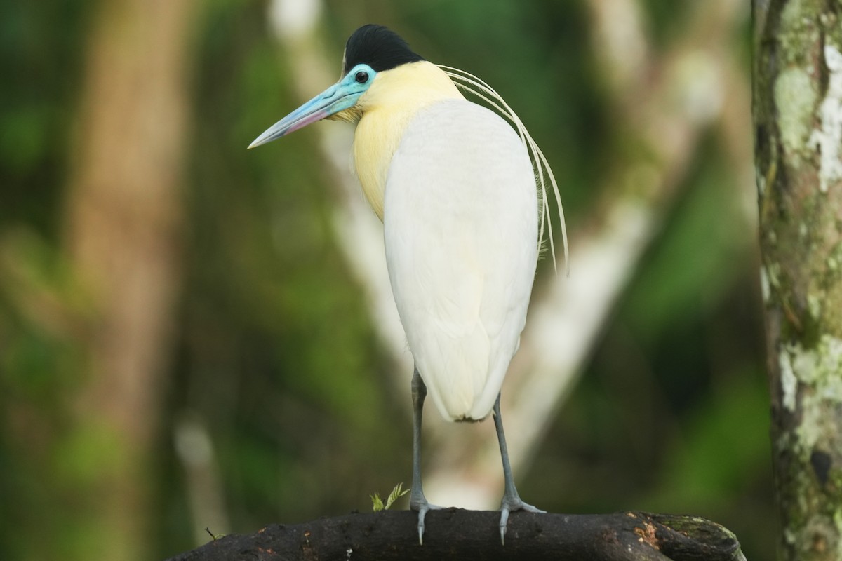Capped Heron - ML646479828