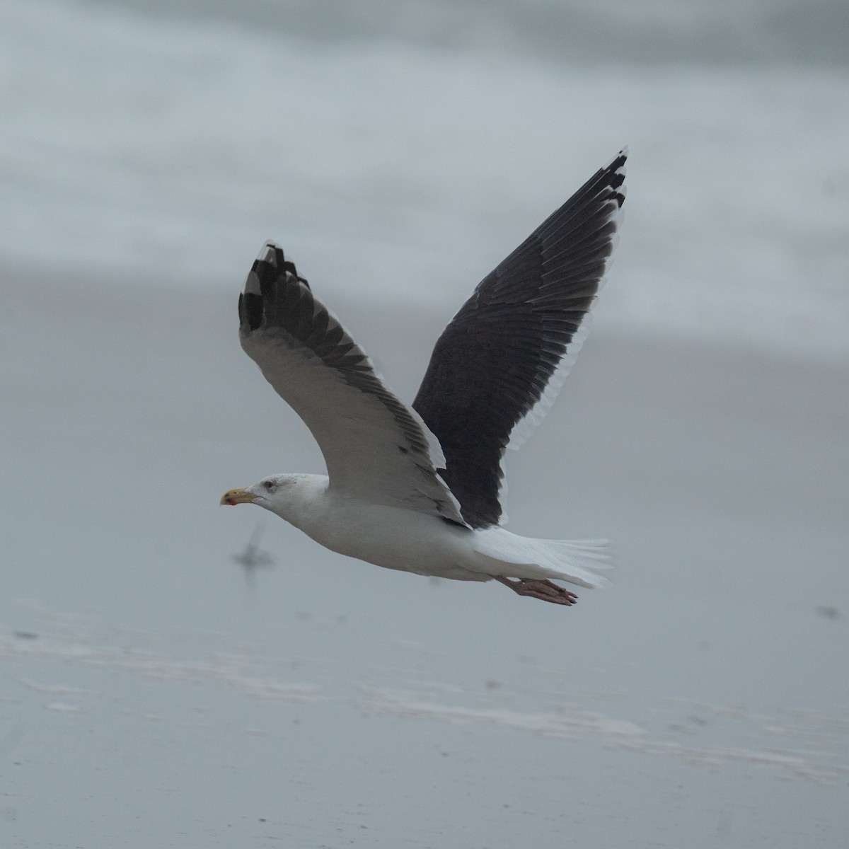 Great Black-backed Gull - ML646479829