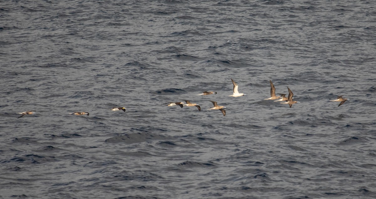 סולה אדומת-רגל - ML646479830