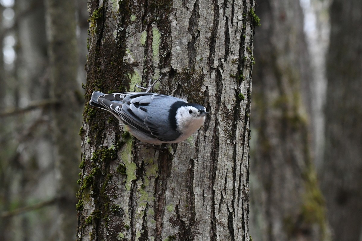 hvitbrystspettmeis - ML646479831