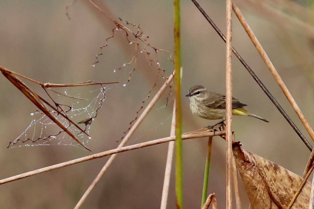 myrparula - ML646479834