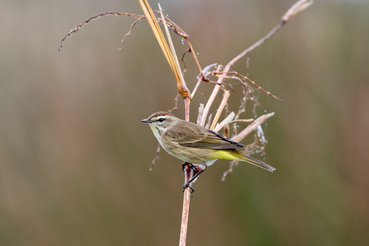 myrparula - ML646479835