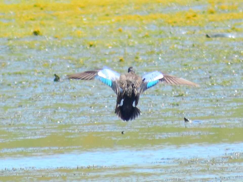 blåvingeand - ML646479836